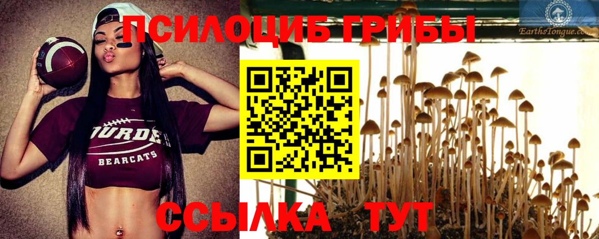 Псилоцибиновые грибы Cubensis Углич